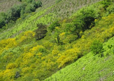 Ladera de montaña en la ruta Tormaleo Balouta con árboles y plantas de tonos amarillos y verdes